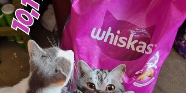 whiskas Ração Whiskas Para Gatos Adultos Castrados Sabor Carne – 10,1Kg