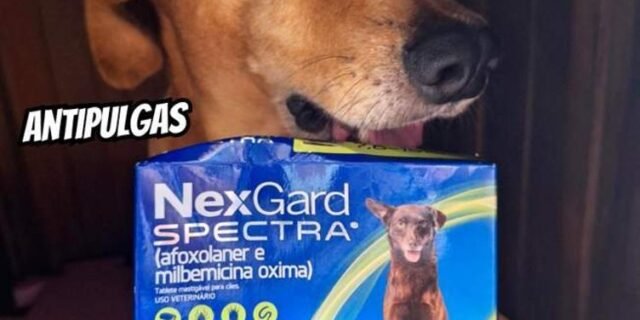 Nexgard Spectra Antipulgas e Carrapatos para Cães de 7,6 a 15kg